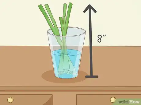 Imagen titulada Grow Onions in Water Step 12