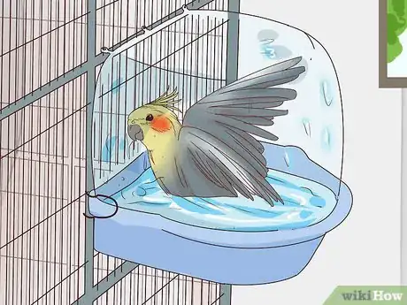 Imagen titulada Buy a Pet Cockatiel Step 11