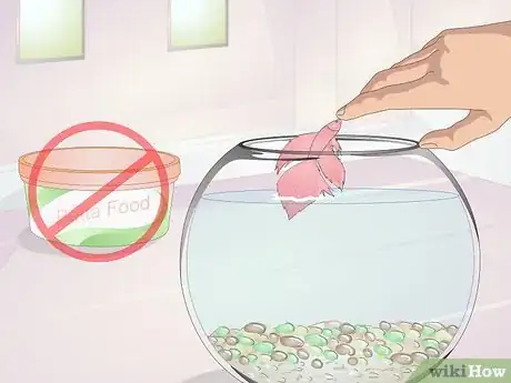 Imagen titulada Teach Your Betta to Jump Step 9