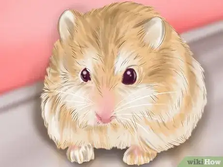 Imagen titulada Care for Roborovski Hamsters Step 16