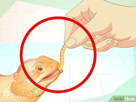 Imagen titulada Feed Mealworms to a Bearded Dragon Step 5