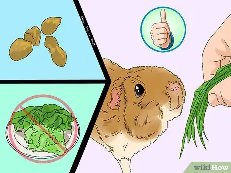 Imagen titulada Treat Diarrhea in Guinea Pigs Step 5