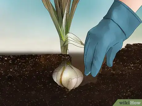 Imagen titulada Grow Elephant Garlic Step 12