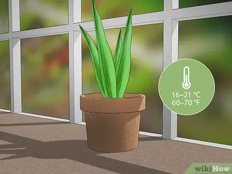 Imagen titulada Grow Tulips in Pots Step 9