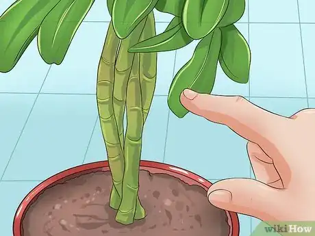 Imagen titulada Prune a Schefflera Plant Step 1