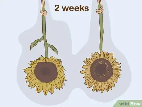 Imagen titulada Dry Sunflowers Step 4