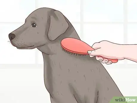 Imagen titulada Care for a Labrador Retriever Step 5