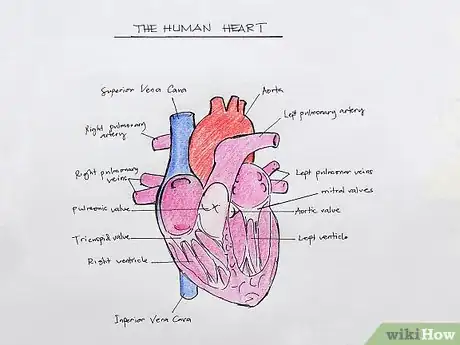 Imagen titulada Draw the Internal Structure of the Heart Step 17