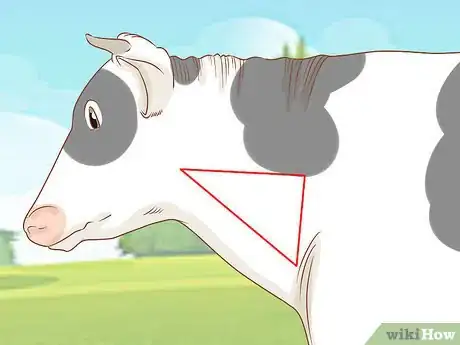 Imagen titulada Give Cattle Injections Step 3