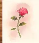 dibujar una rosa