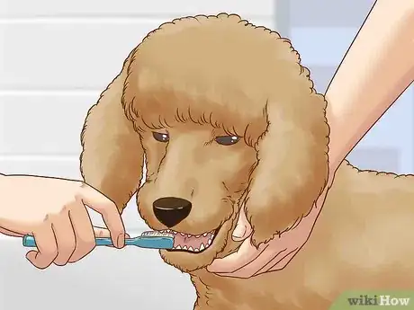 Imagen titulada Care for a Poodle Step 5