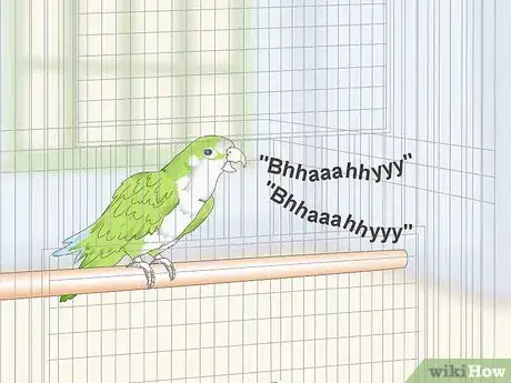 Imagen titulada Teach a Quaker Parrot to Speak Step 4