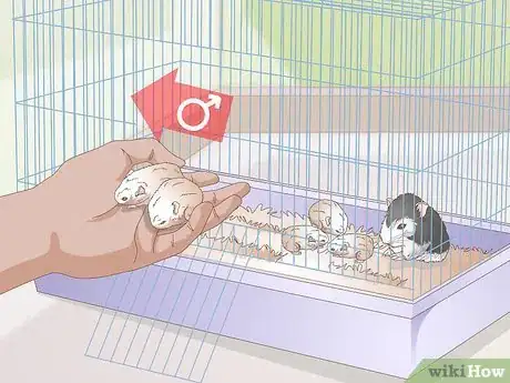 Imagen titulada Breed Dwarf Hamsters Step 11