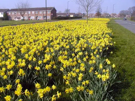 Imagen titulada Daffodils.arp_55