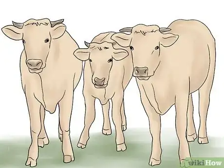 Imagen titulada Herd Cattle Step 2