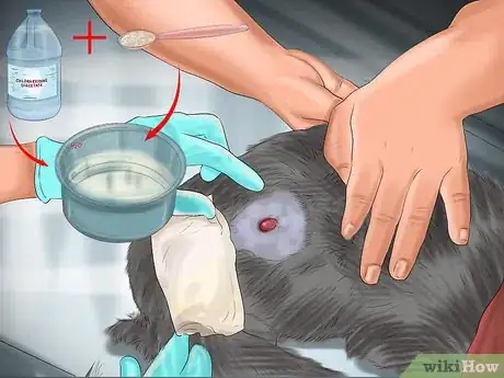 Imagen titulada Treat Dog Bites on Your Cat Step 3