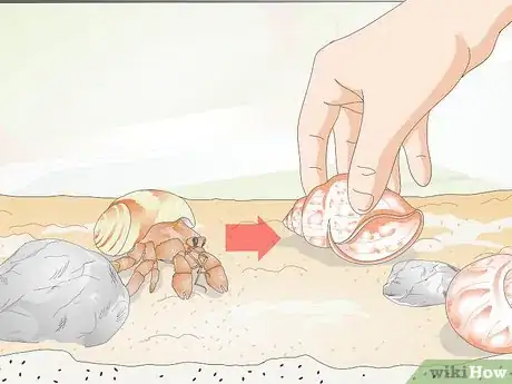 Imagen titulada Help a Hermit Crab Change Shells Step 7