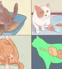 saber si tu gato está enfermo