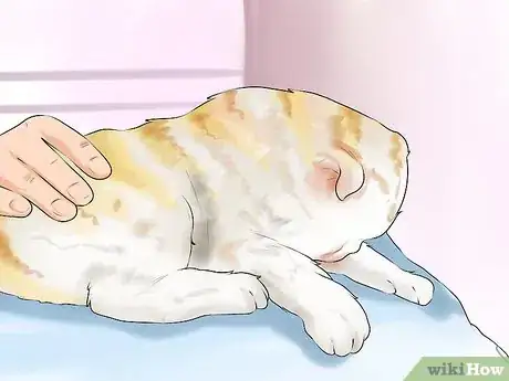 Imagen titulada Give Subcutaneous Fluids to a Cat Step 8