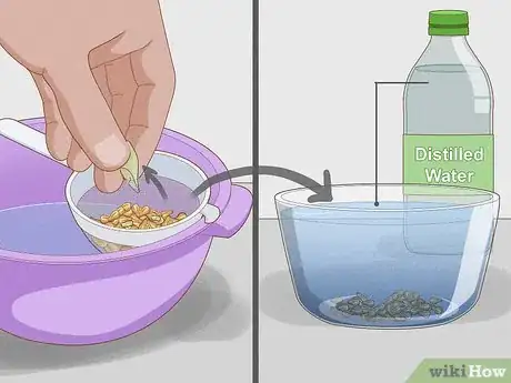 Imagen titulada Grow Grapes from Seeds Step 4