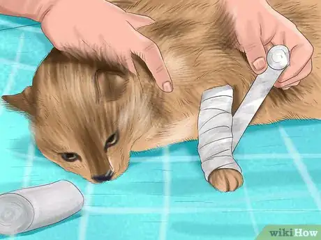 Imagen titulada Treat Dog Bites on Your Cat Step 9