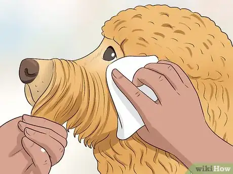 Imagen titulada Groom a Goldendoodle's Face Step 11