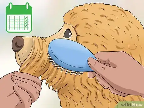 Imagen titulada Groom a Goldendoodle's Face Step 10