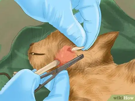 Imagen titulada Treat Dog Bites on Your Cat Step 6