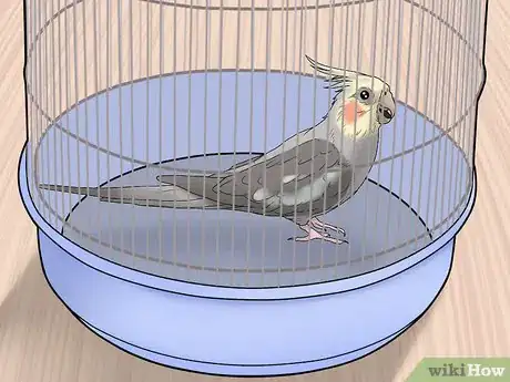 Imagen titulada Gain Your Bird's Trust Step 12