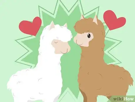 Imagen titulada Buy Alpacas Step 2