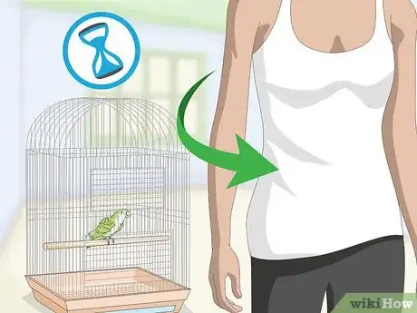 Imagen titulada Teach a Quaker Parrot to Speak Step 9