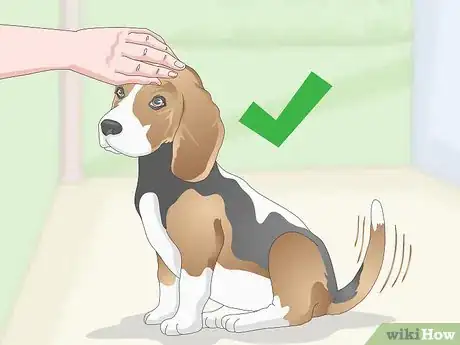 Imagen titulada Train Your Beagle Step 15