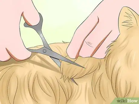 Imagen titulada Prevent Matted Cat Hair Step 14