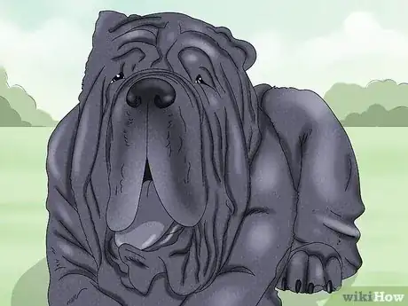 Imagen titulada Identify a Neapolitan Mastiff Step 2