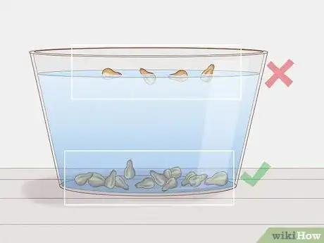 Imagen titulada Grow Grapes from Seeds Step 3