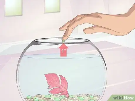 Imagen titulada Teach Your Betta to Jump Step 6