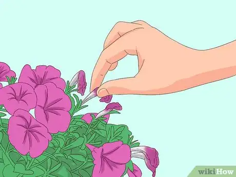 Imagen titulada Prune Petunias Step 3