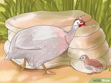 Imagen titulada Tell the Sex of Guinea Fowl Step 1