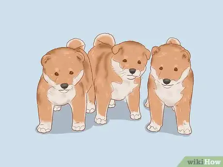 Imagen titulada Choose a Shiba Inu Puppy Step 14