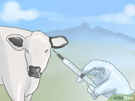 Imagen titulada Have a Pet Cow Step 11