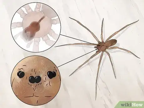 Imagen titulada Identify Spiders Step 1