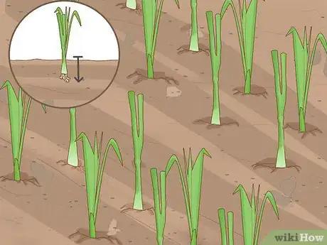 Imagen titulada Grow Onions in Water Step 13