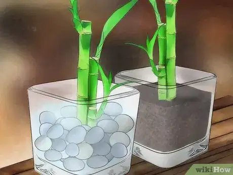 Imagen titulada Take Care of Lucky Bamboo Step 4