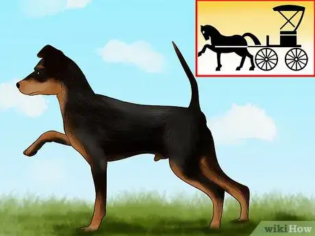 Imagen titulada Identify a Miniature Pinscher Step 5