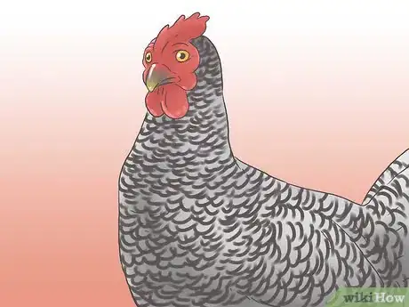 Imagen titulada Raise Chickens for Eggs Step 13