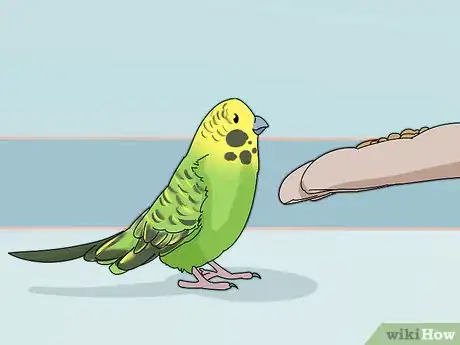 Imagen titulada Stop a Parakeet from Biting Step 3