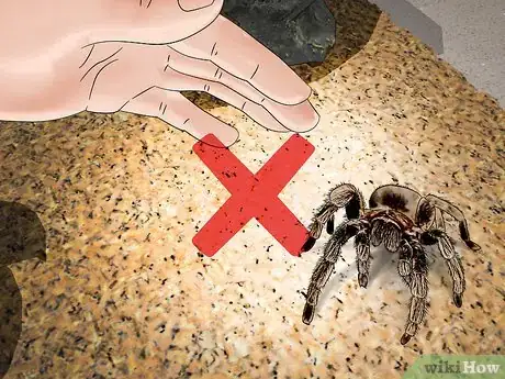 Imagen titulada Care for a Tarantula Step 18