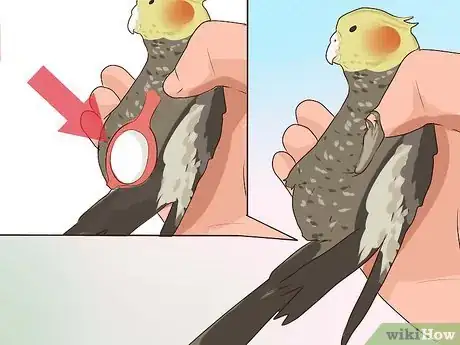 Imagen titulada Get Your Cockatiel to Stop Laying Eggs Step 11