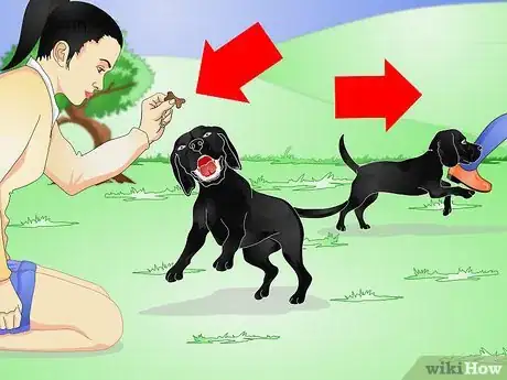 Imagen titulada Train Labrador Retrievers Step 20