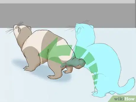 Imagen titulada Understand Ferret Body Language Step 3